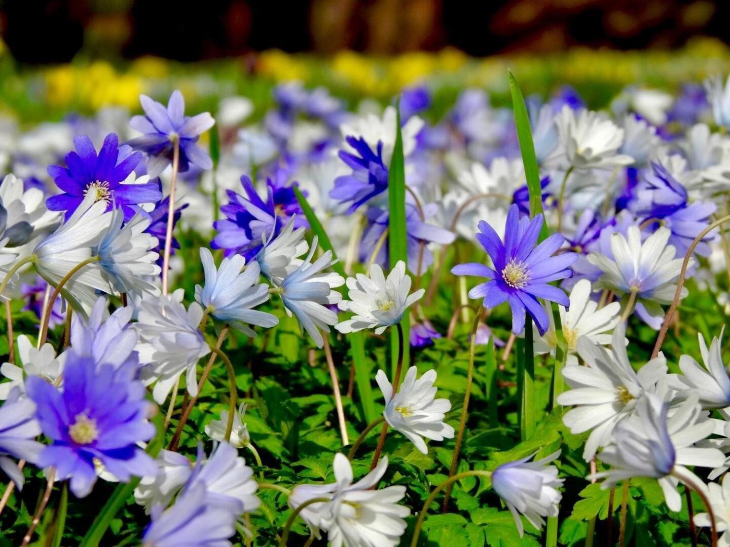 Thornton Manor - Holiday Cottages And Apartments هسويل الغرفة الصورة